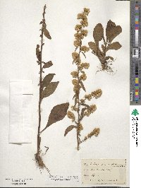 Solidago speciosa image