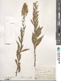 Solidago speciosa image