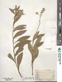 Solidago speciosa image