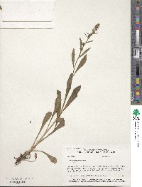 Solidago speciosa image