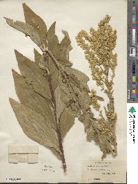 Solidago speciosa image