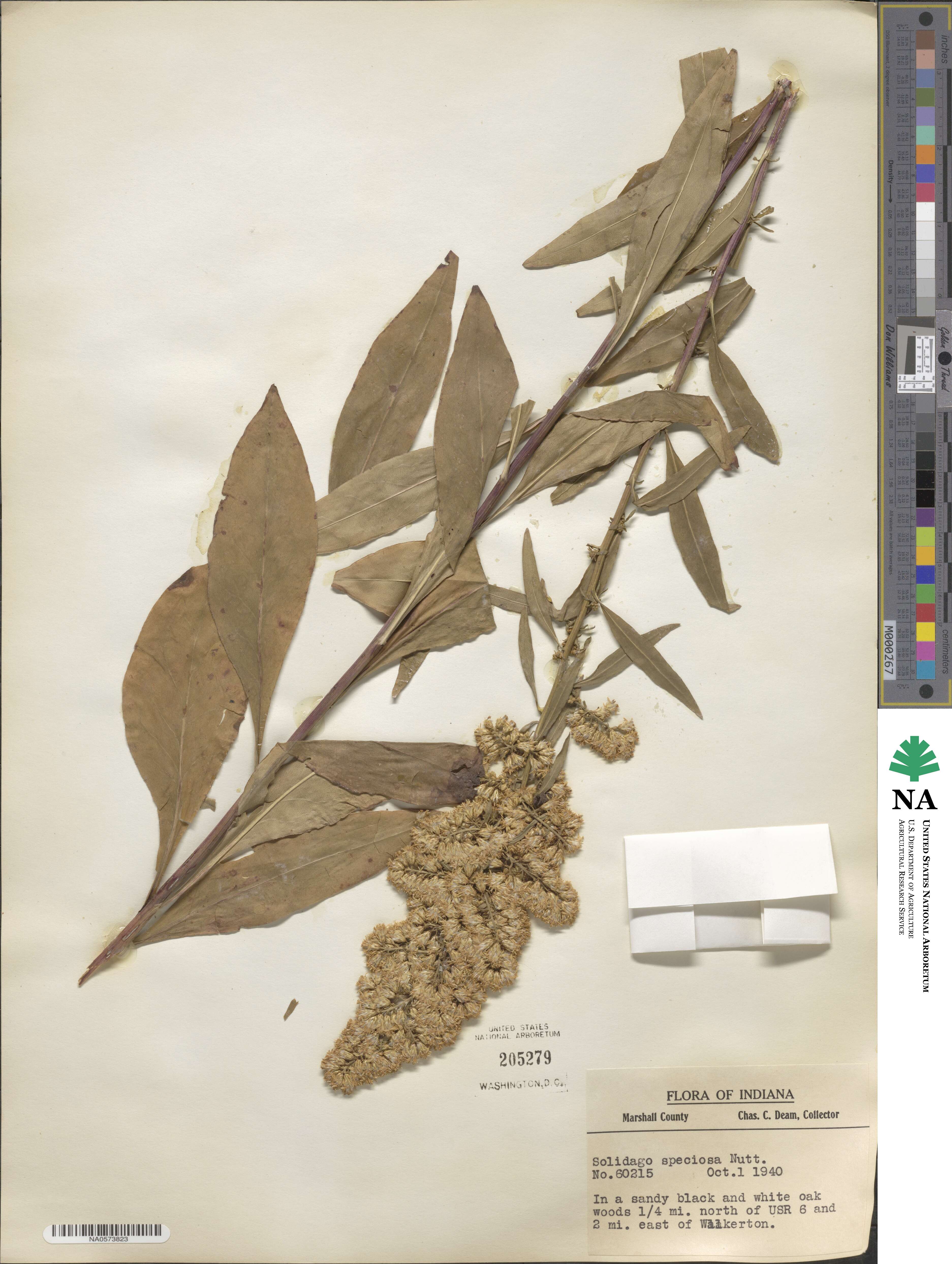 Solidago speciosa image