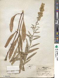 Solidago speciosa image