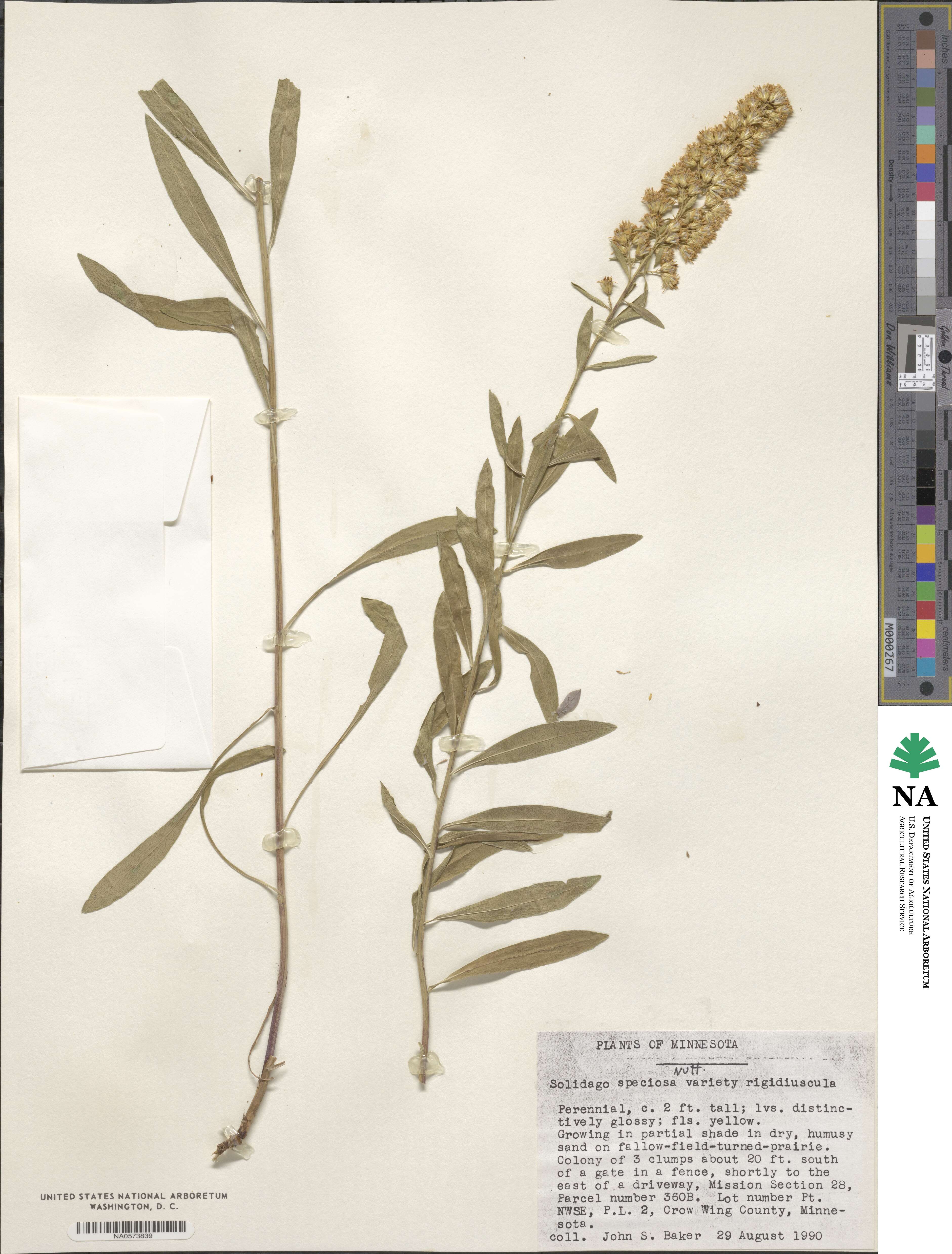 Solidago rigidiuscula image