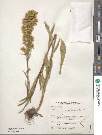 Solidago spectabilis image