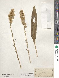 Solidago spectabilis image