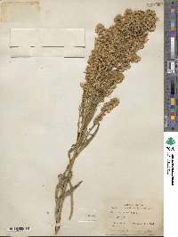 Solidago spectabilis image