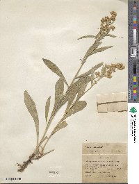 Solidago spectabilis image