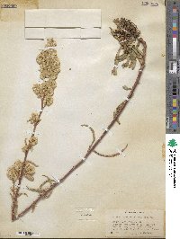 Solidago spectabilis image