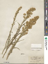 Solidago spectabilis image