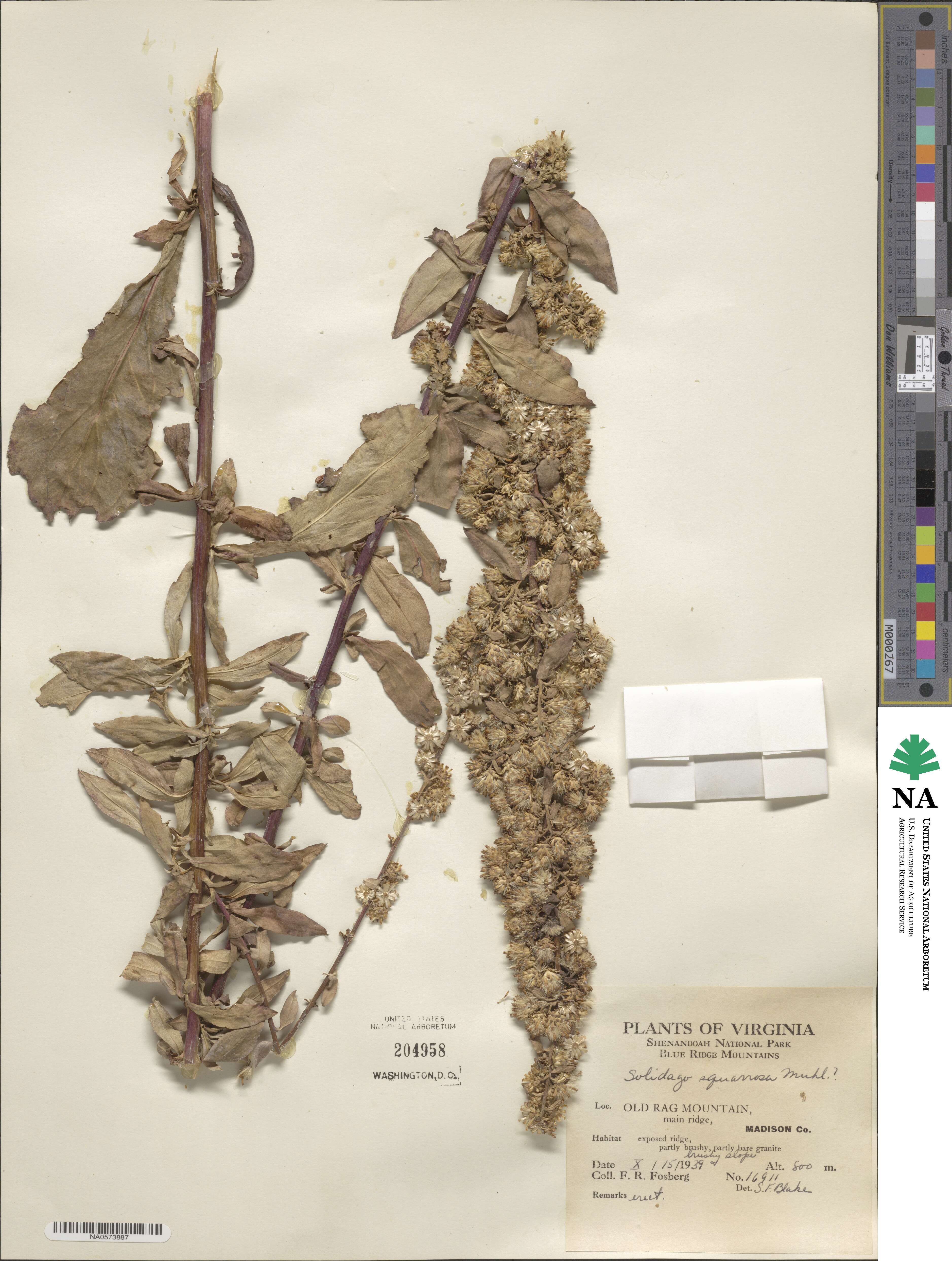 Solidago squarrosa image