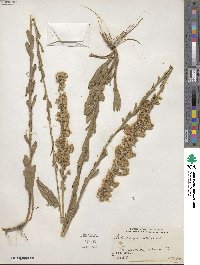 Solidago stricta image