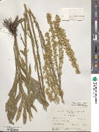 Solidago stricta image