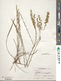 Solidago stricta image