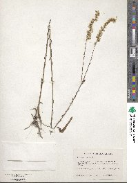 Solidago stricta image