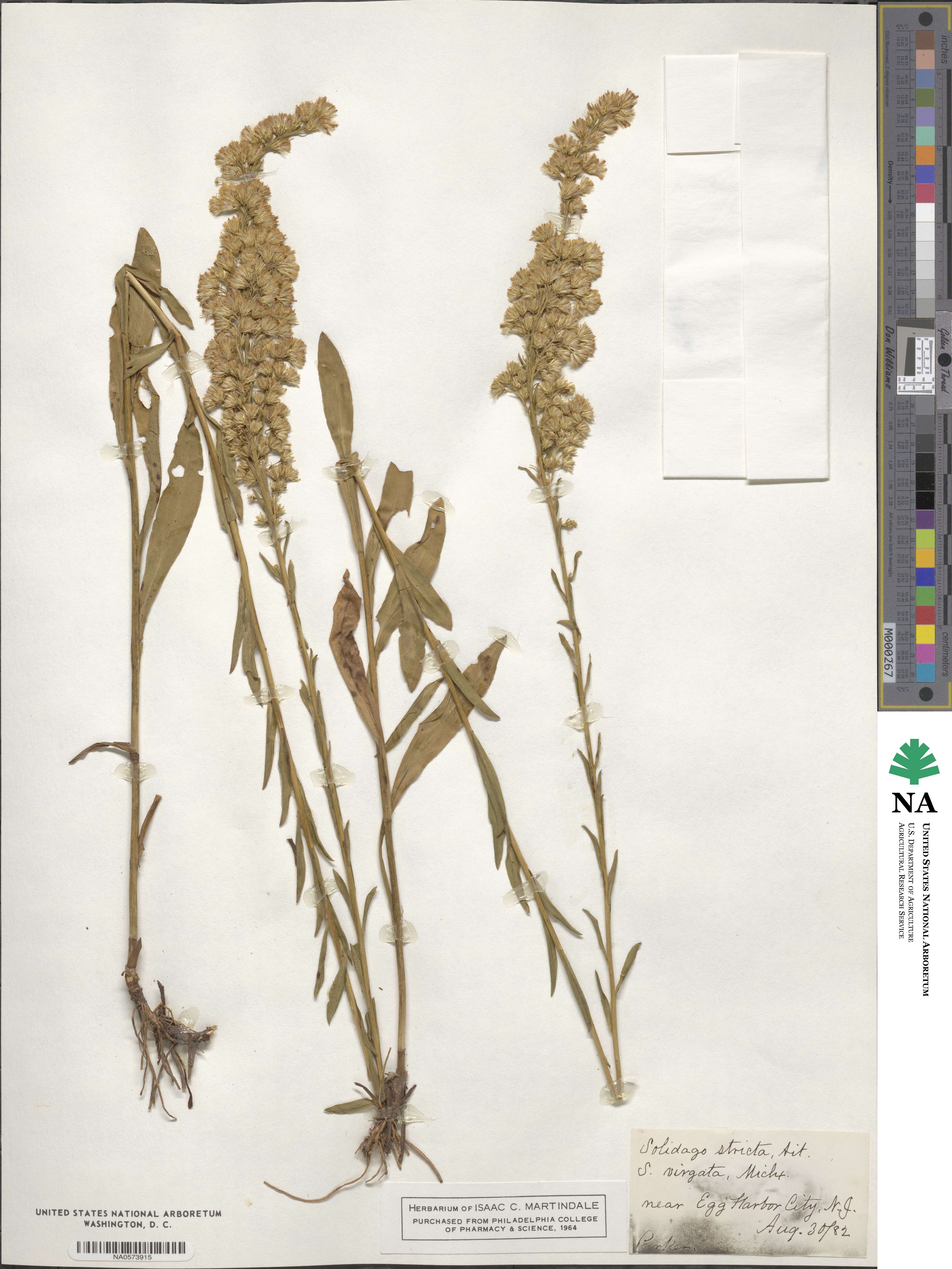 Solidago stricta image