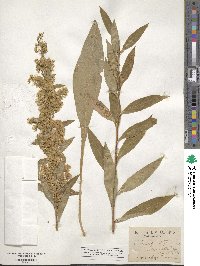 Solidago stricta image