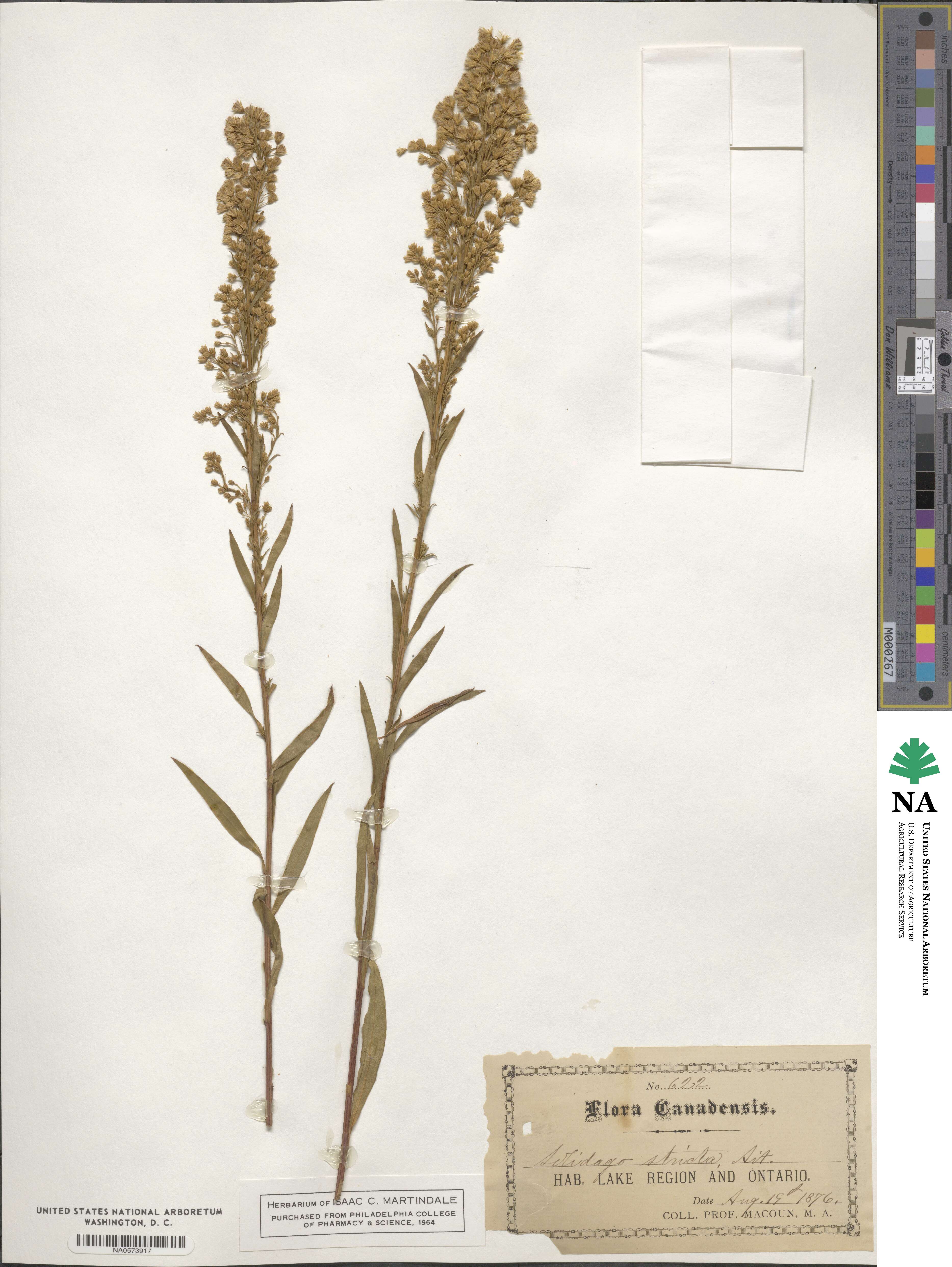 Solidago stricta image