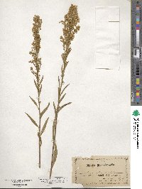 Solidago stricta image