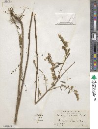 Solidago odora image