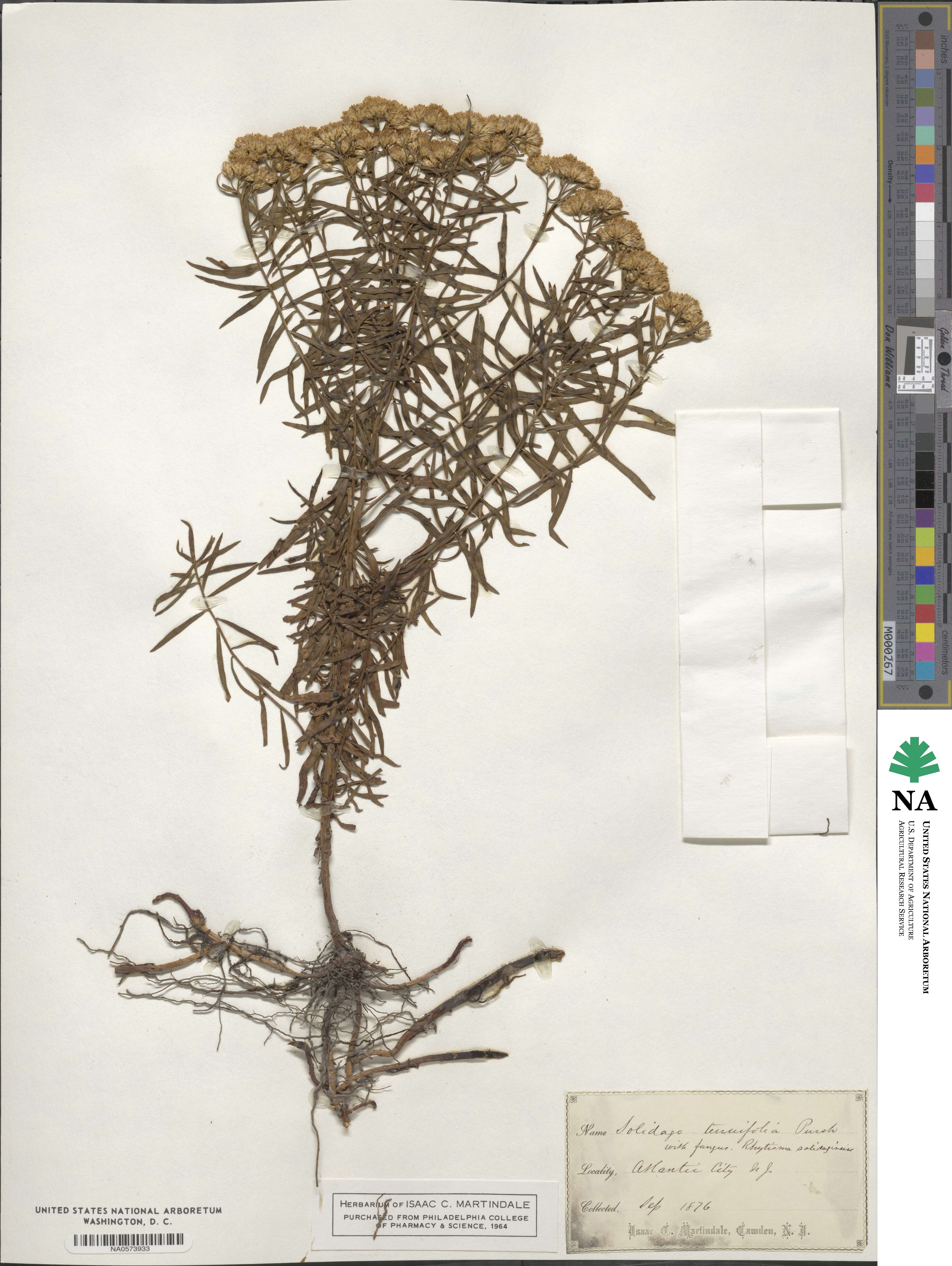 Euthamia caroliniana image