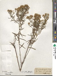 Euthamia caroliniana image