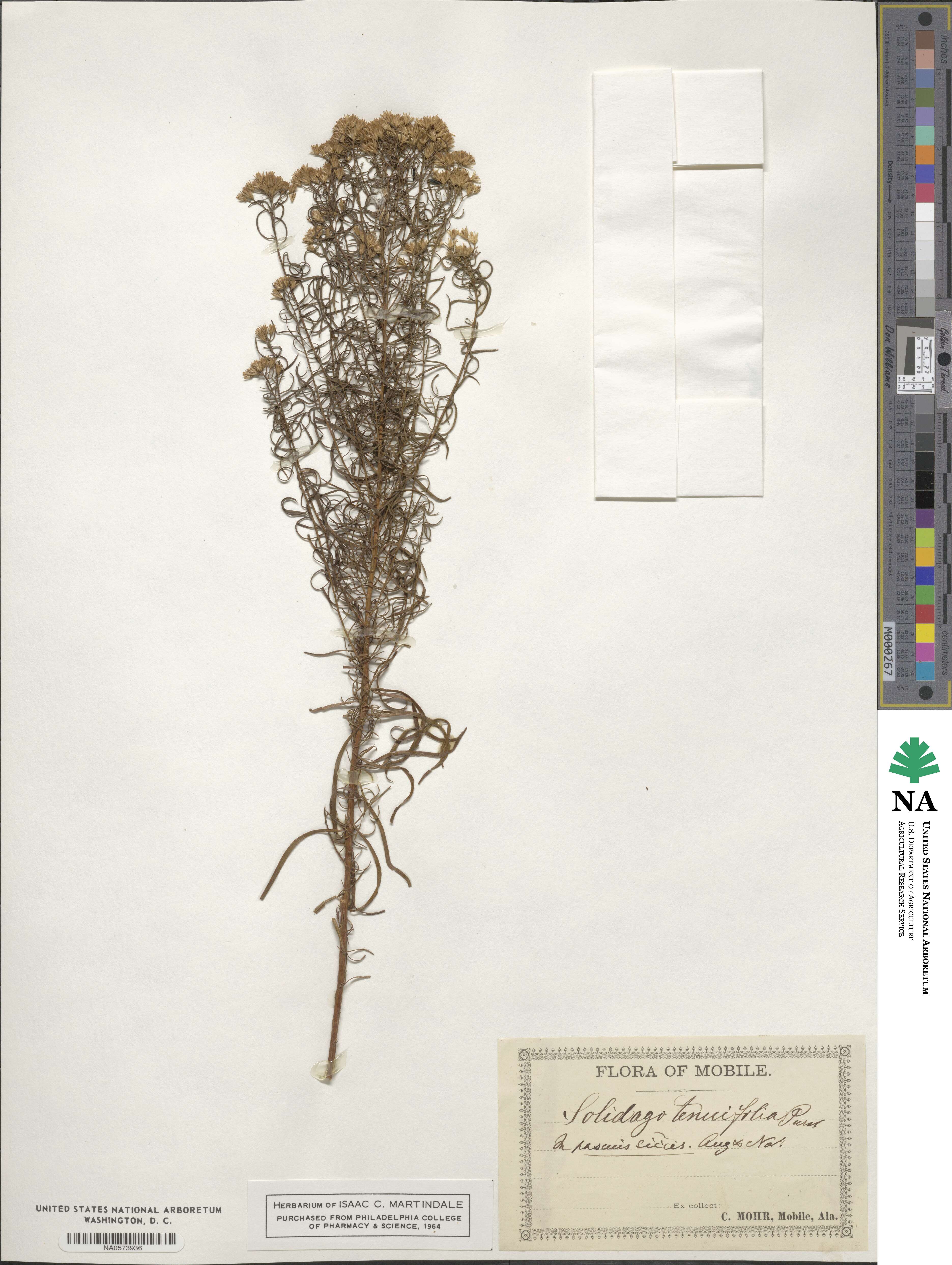 Euthamia caroliniana image
