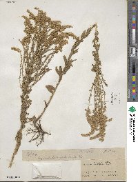 Solidago tortifolia image