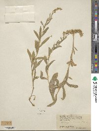 Solidago garrettii image