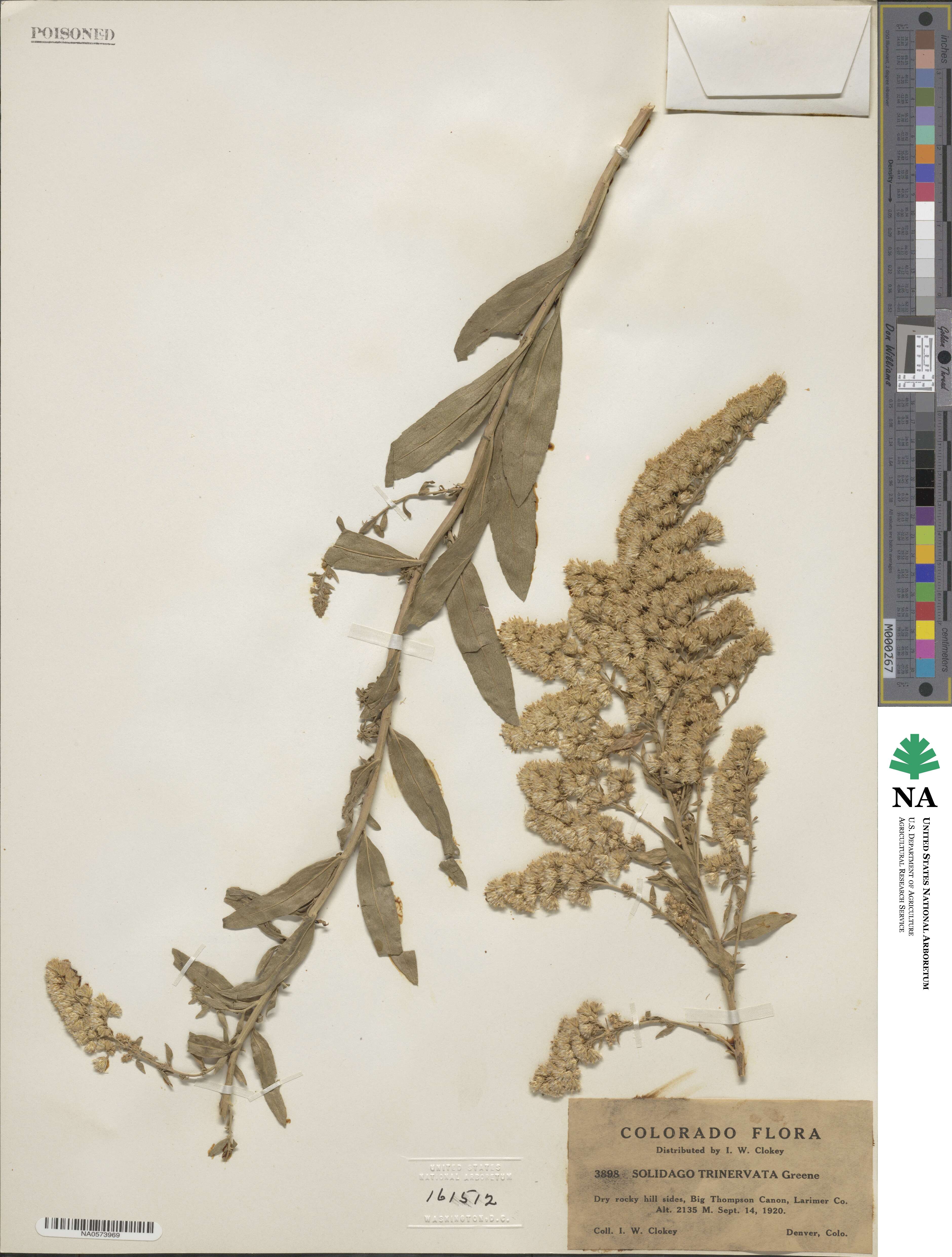 Solidago garrettii image