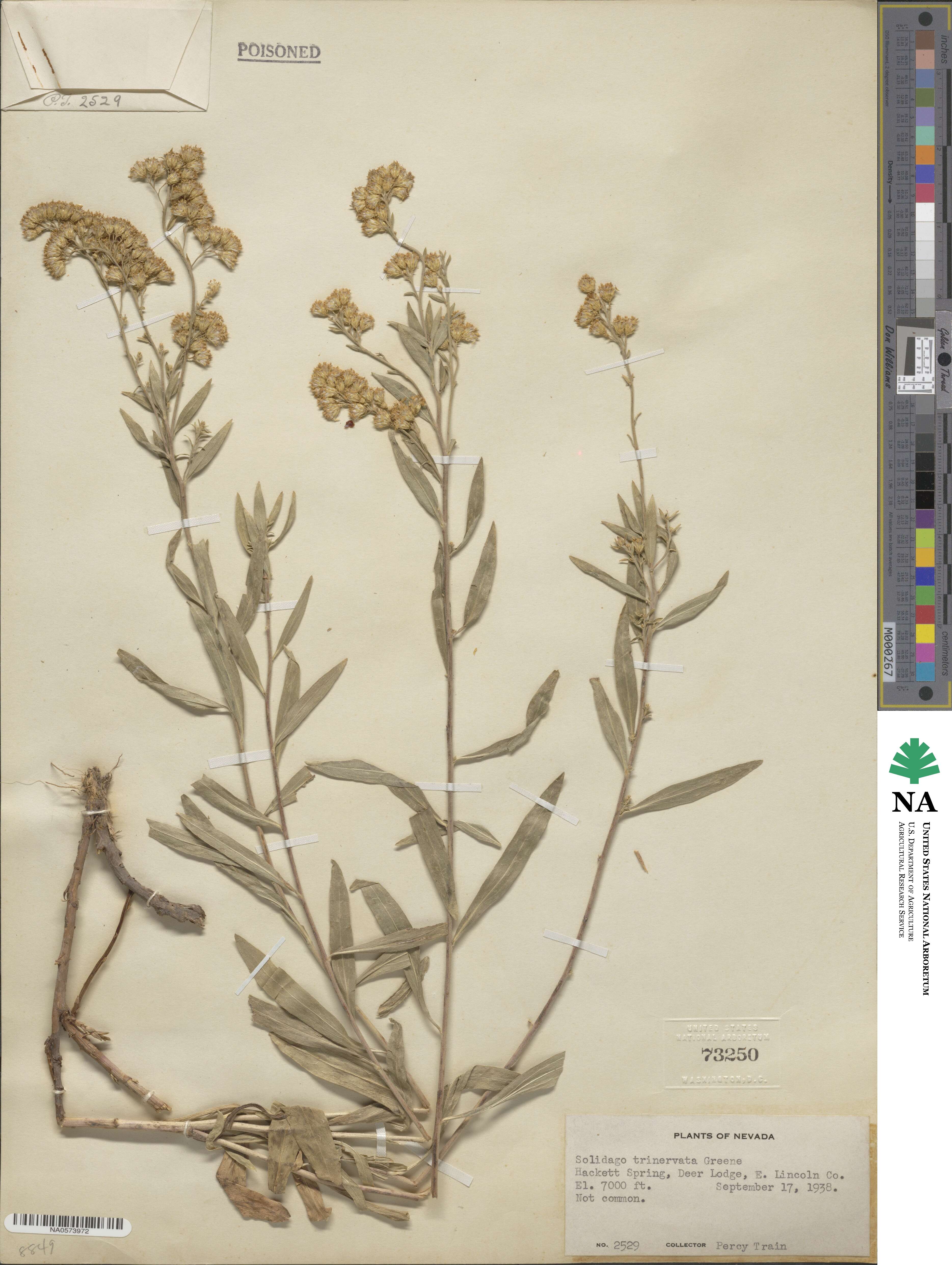Solidago garrettii image