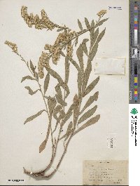 Solidago garrettii image