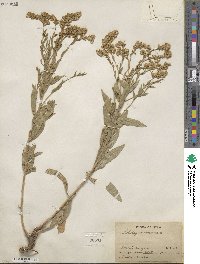 Solidago garrettii image