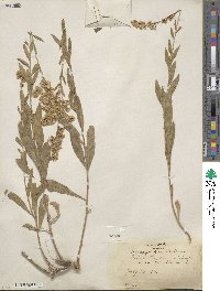 Solidago garrettii image