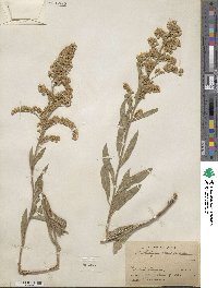 Solidago garrettii image