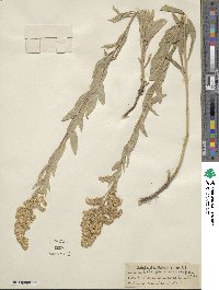 Solidago garrettii image