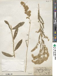 Solidago garrettii image