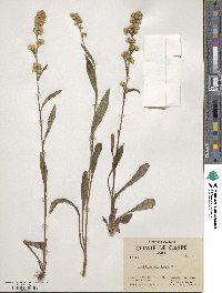 Solidago uliginosa image