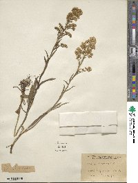 Solidago uliginosa image