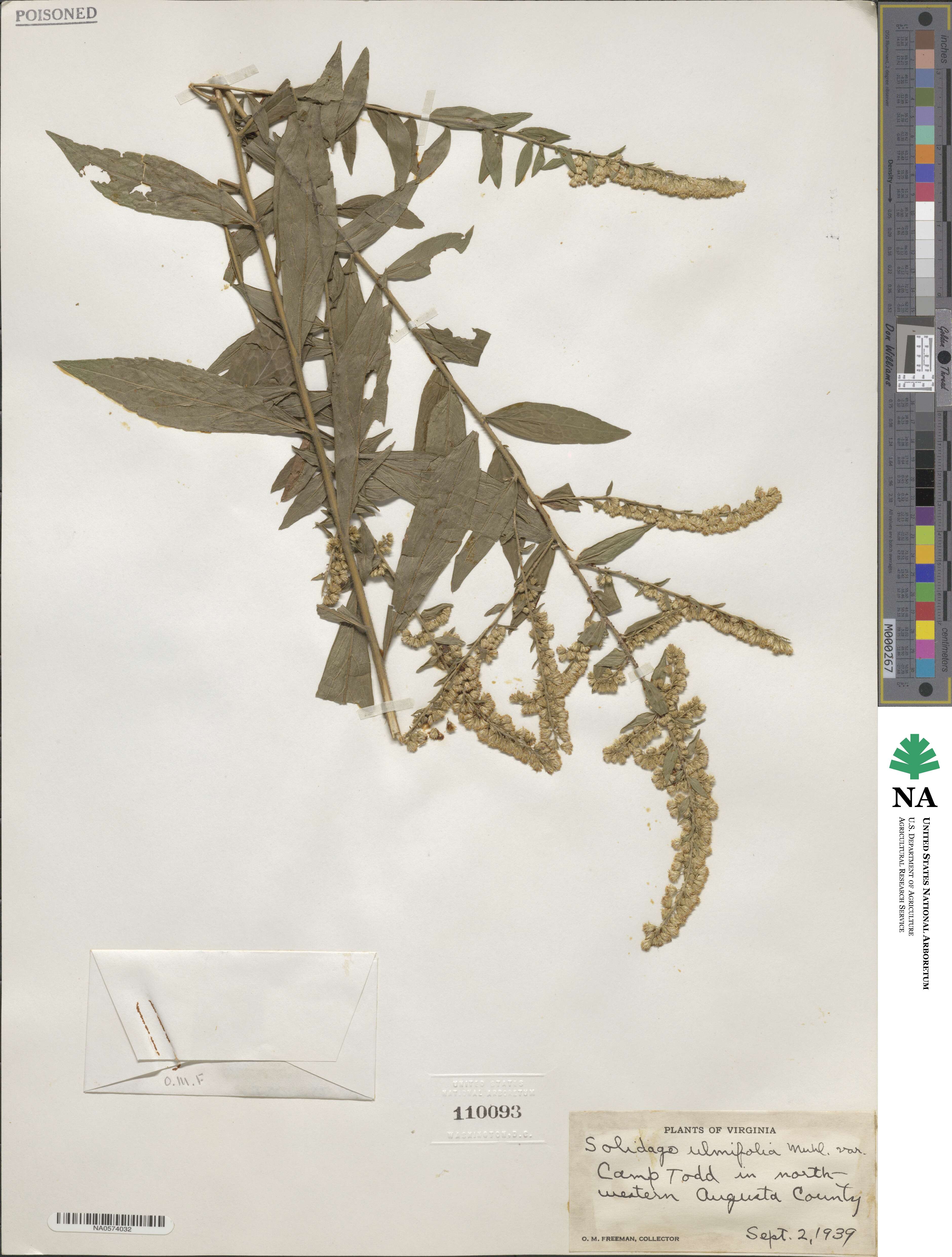 Solidago ulmifolia image