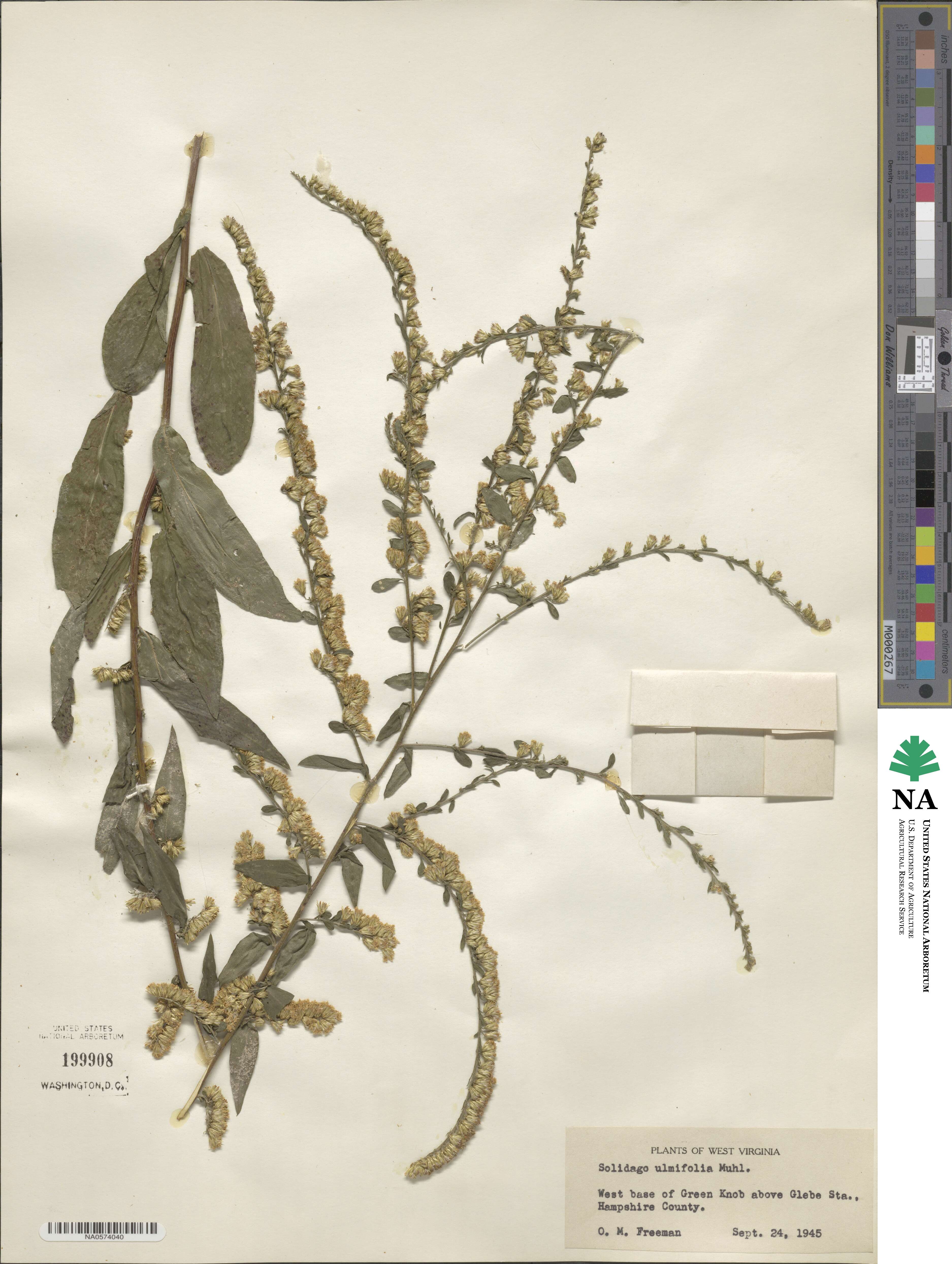 Solidago ulmifolia image