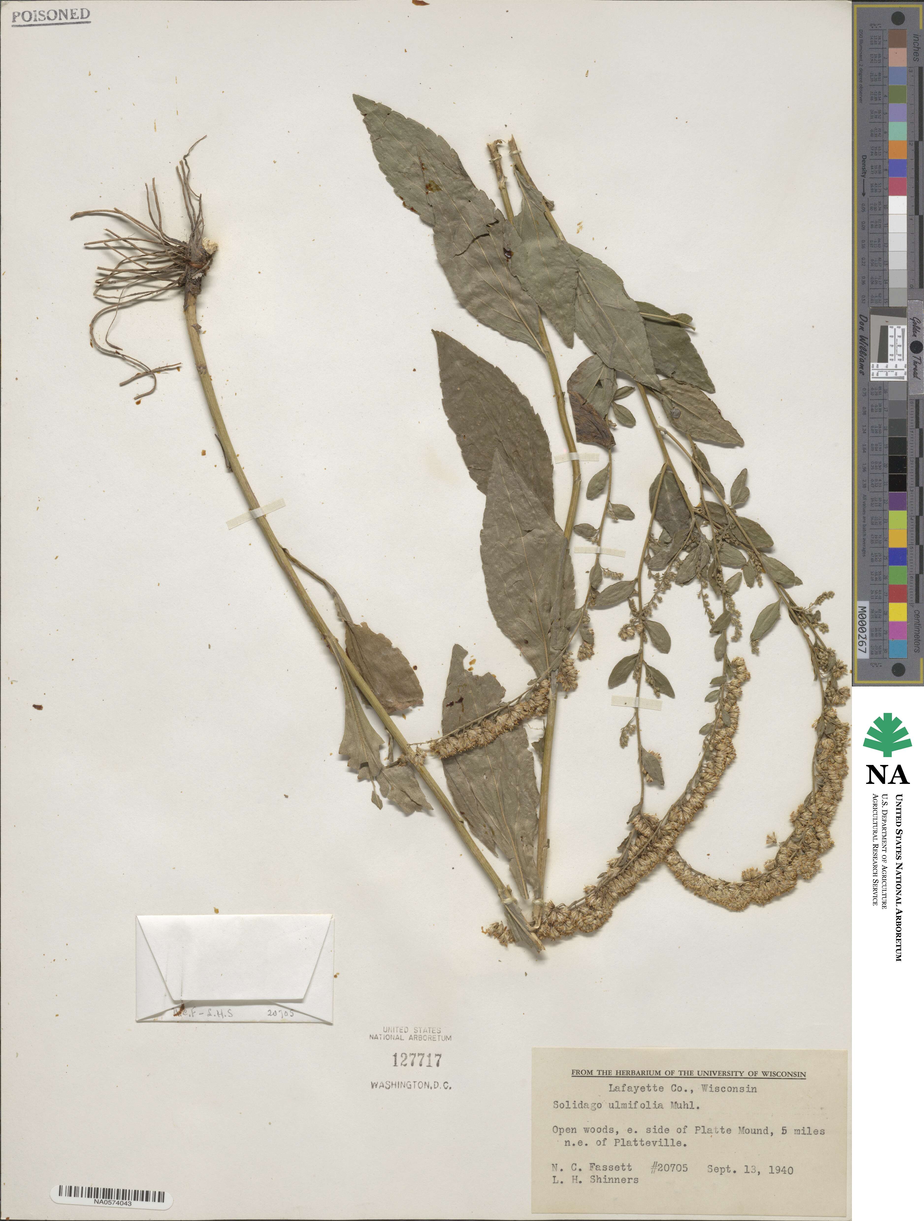 Solidago ulmifolia image