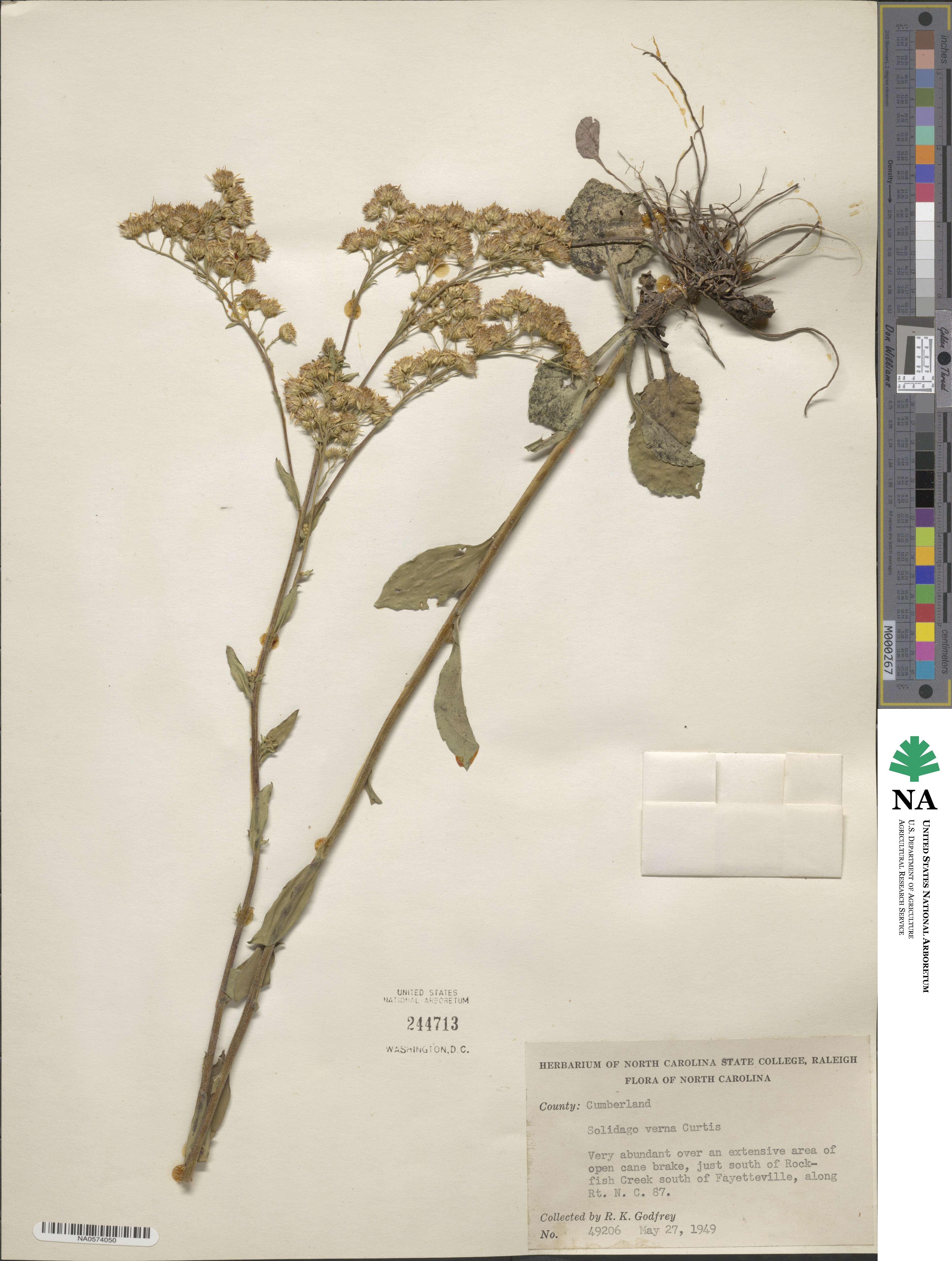 Solidago verna image