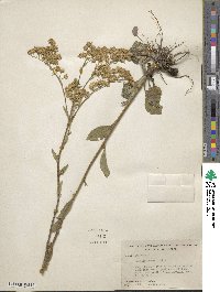 Solidago verna image