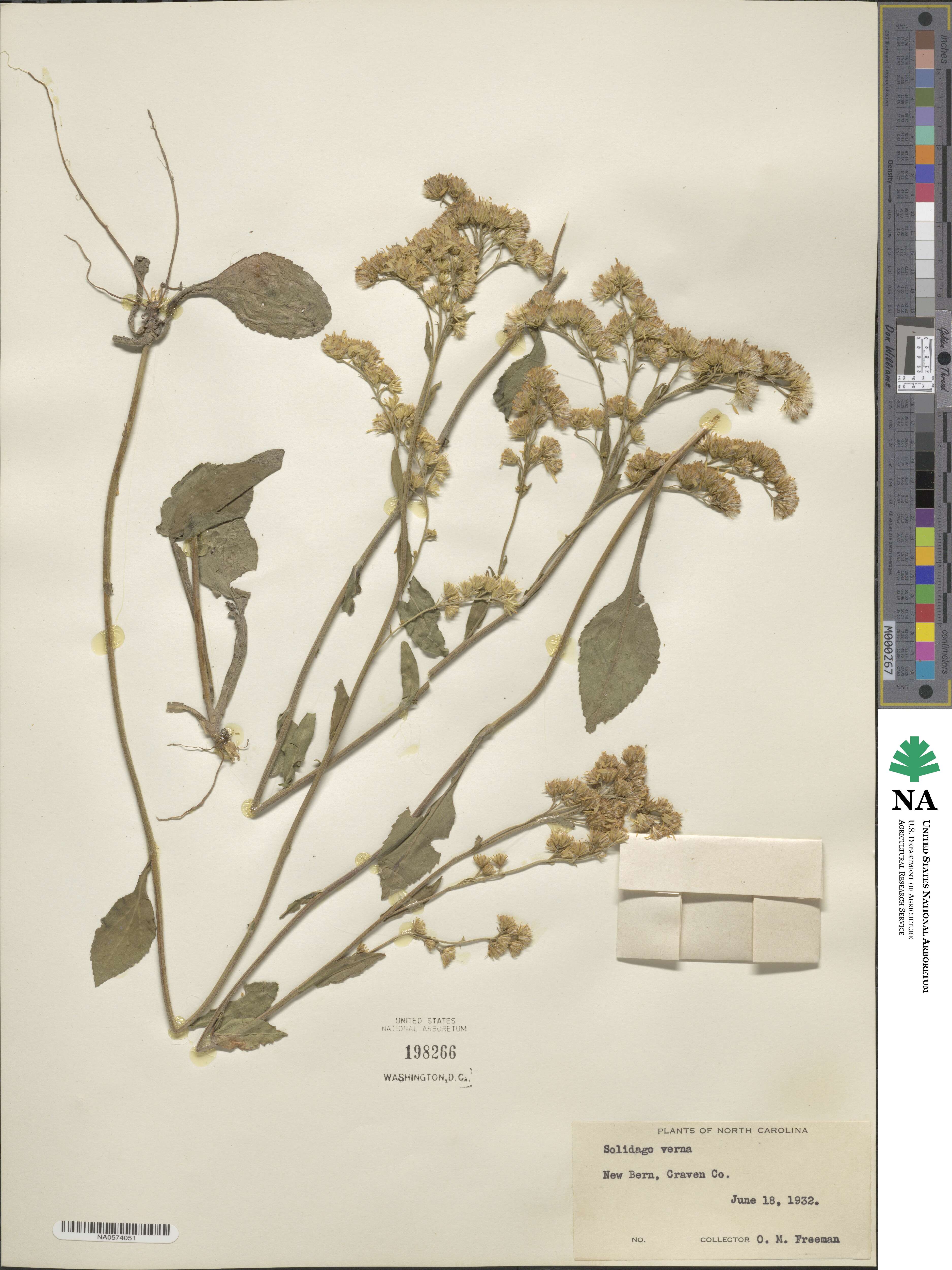 Solidago verna image