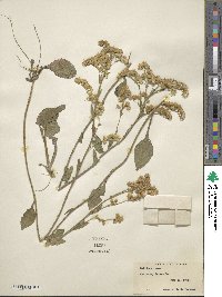 Solidago verna image