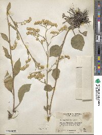 Solidago verna image