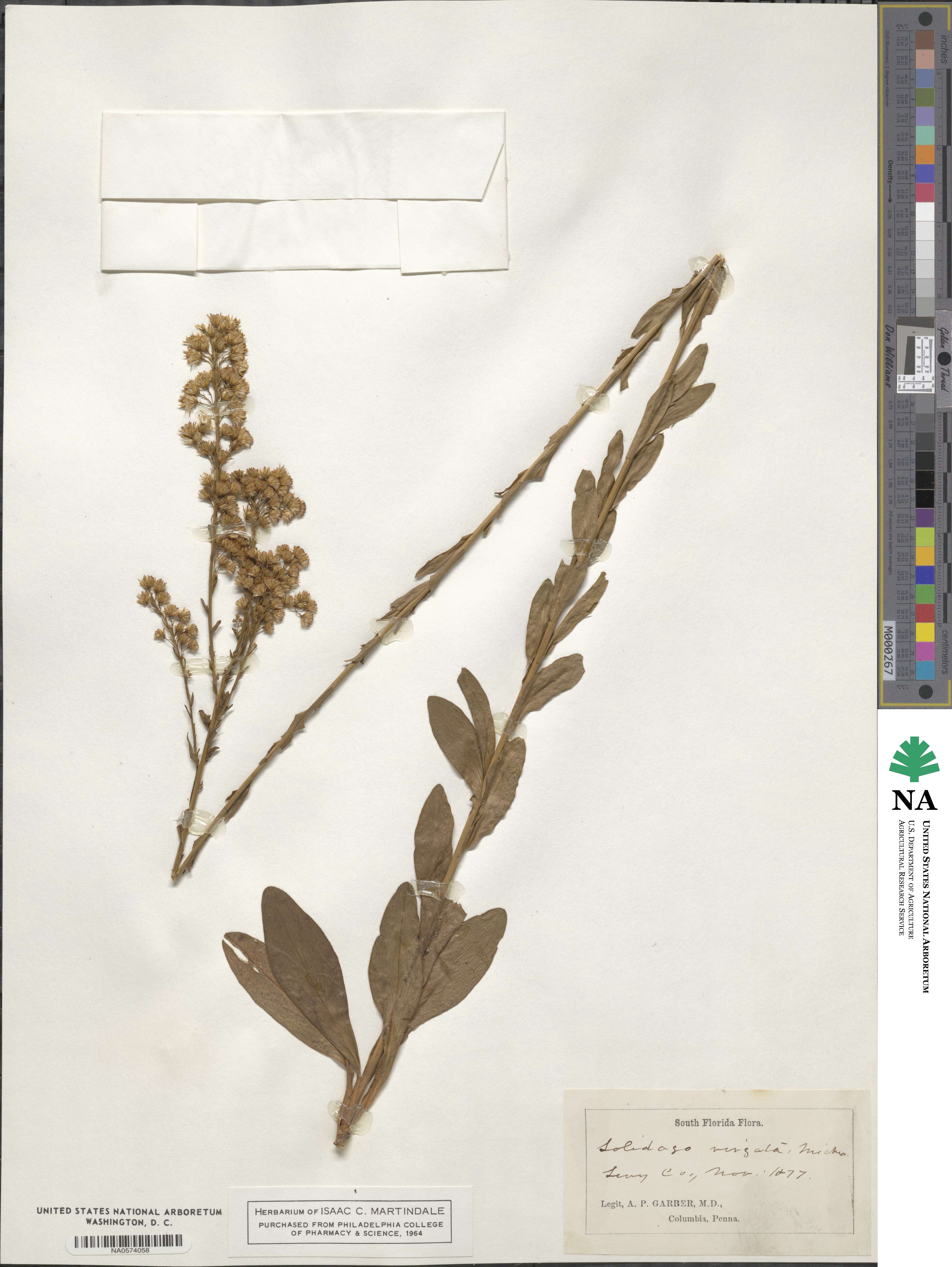 Solidago virgata image
