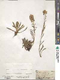 Solidago virgaurea image