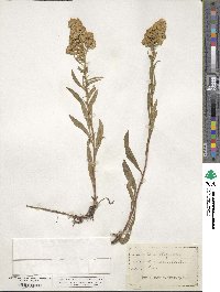 Solidago virgaurea image